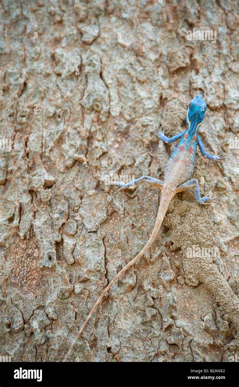 Male Blue Crested Lizard Calotes Mystaceus In Ratachaburi Thailand