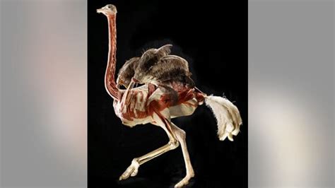 Body Worlds Animal Inside Out Is Coming To The Milwaukee County Zoo