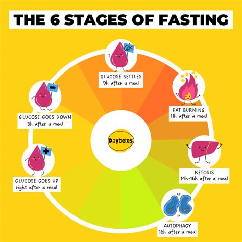 The 6 Phases Of Fasting ‣ Daybetes Nurse Inês Sousa