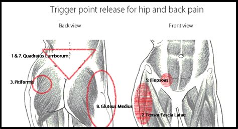 12, a common (almost universal) trigger point in maximus muscle slices across the top of the buttocks on a diagonal line, from the low back dimple to the bump of bone on the side of the hip (greater trochanter). Yoga positions stretch hips, lower back buttock hip pain ...