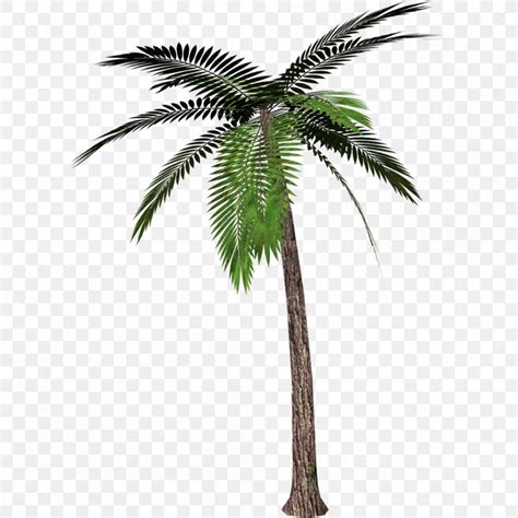 Palm Trees Transparency Clip Art Mexican Fan Palm PNG 1000x1000px