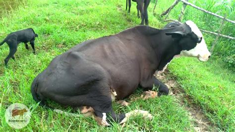 Terminando A Ordenha Das Vacas No Sitio Da Venturosa Pela Manhã E