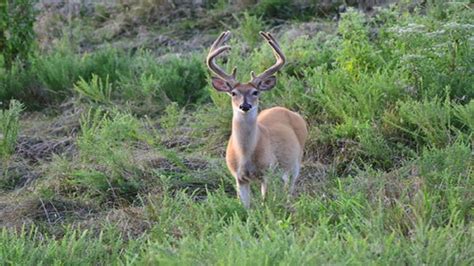 Archery Hunting For Deer Starts September 9 Statewide The Southern