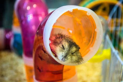 Are Hamsters Nocturnal Hamster Sleep Patterns Explained