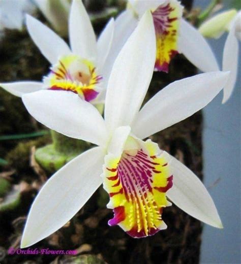 Orchids Orchid Flower Rare Orchids Beautiful Flowers