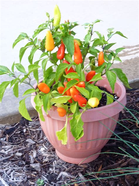 Hungarian Hot Wax Pepper Plant 2011 Edible Landscaping Pepper Plants Stuffed Peppers