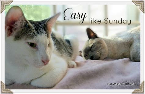 Happy Sunday Quotes Cats Quotesgram