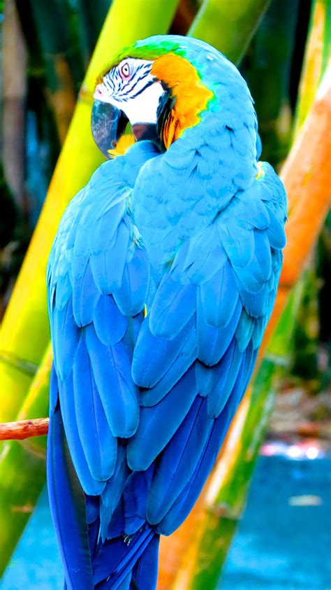 Blue Parrot Smithsonian Photo Contest Smithsonian Magazine