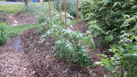 How To Prune Tomatoes For A Big Harvest Bonnie Plants