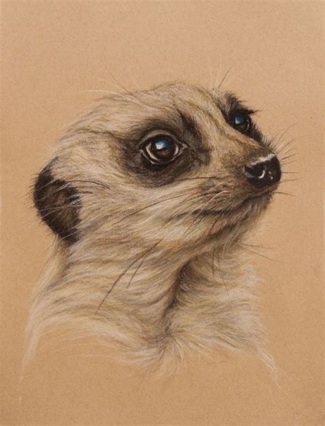 How To Draw A Realistic Meerkat At How To Draw