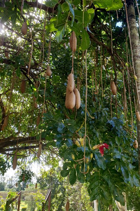 Kigelia Africana Sausage Tree