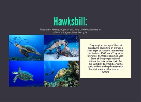 Sea Turtles🐢 Grade 5 Screen 6 On Flowvella Presentation Software