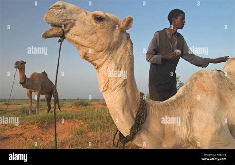 Camel Herder Looking After His Animals In Burkina Faso Stock Photo Alamy