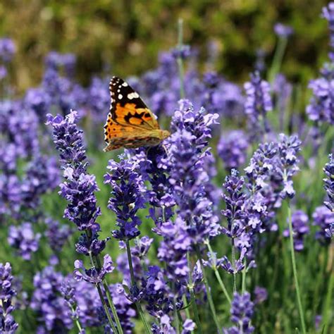 English Lavender Buy Seed Australian Seed