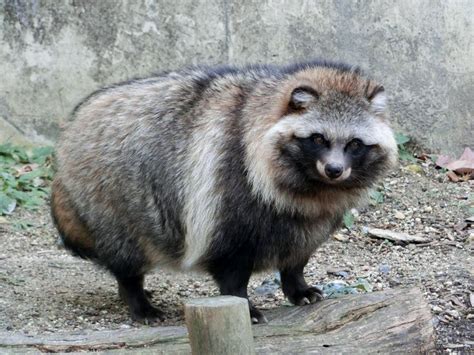 Pin By Midori Watano On Raccoon Japanese Raccoon Dog Raccoon Dog