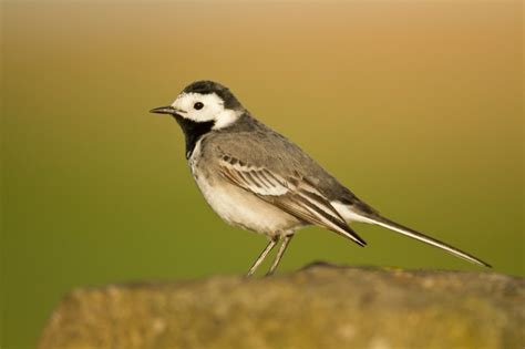 Pied Wagtail Guide How To Identify Species Facts And Where To See