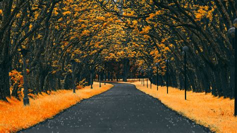 1920x1080 Paved Road Autumn 4k Laptop Full Hd 1080p Hd 4k Wallpapers