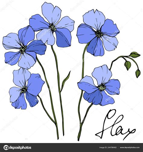 Vector Blue Flax Floral Botanical Flower Wild Spring Leaf Wildflower