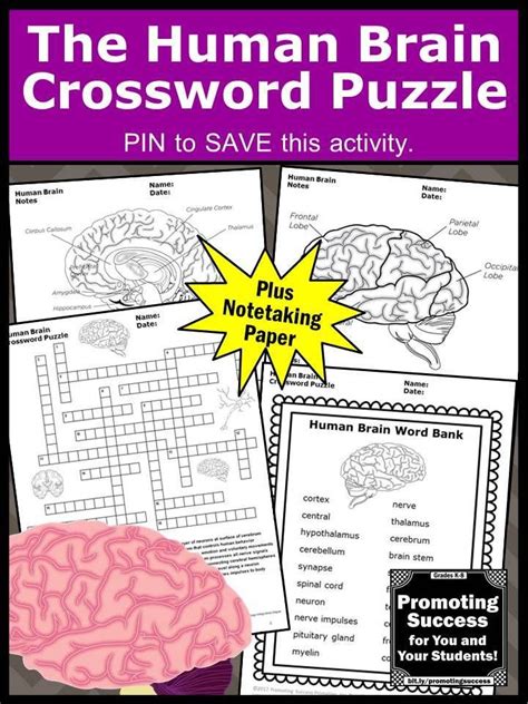 Human Brain Word Search Puzzle Worksheet Activity Human Brain Brain