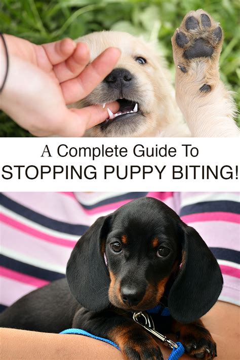 As soon as you feel their mouth on you, even if their teeth haven't sunk in yet, stop playing. How To Stop A Puppy From Biting: Your Puppy Biting Guide