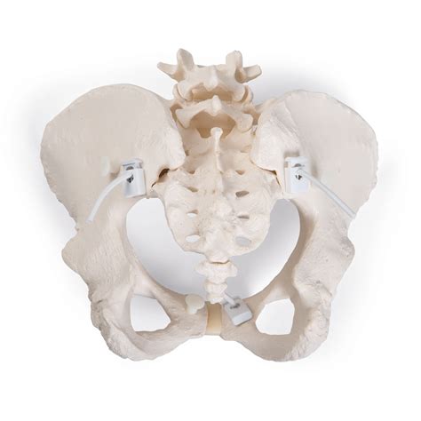 Flexible Human Female Pelvis Model Flexibly Mounted 3B Smart Anatomy