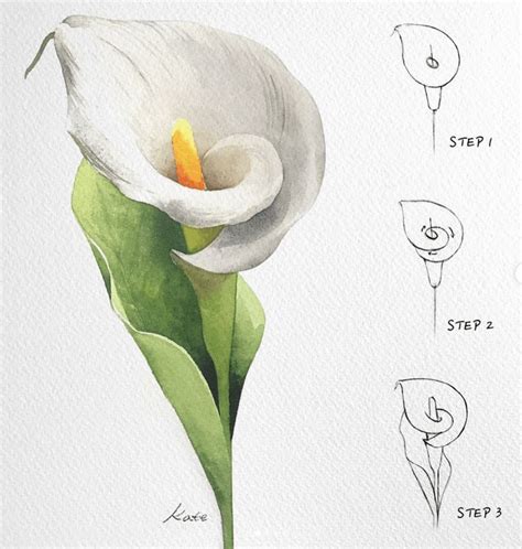 Calla Lily Flower Art Drawing Flower Drawing Tutorials Flower Art