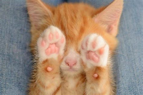 Please Enjoy These 20 Perfectly Pink Photos Of Kitty Toe Beans Artofit