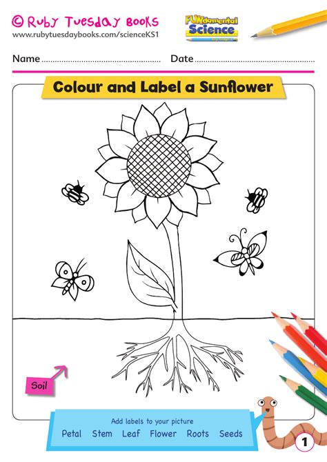 Parts Of A Sunflower Worksheet