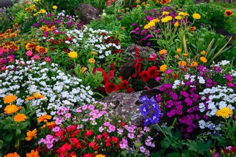 Beautiful flowers beautiful flowers high definition picture petals flower background colorful tulips green leaves dew water droplets fickleness beautiful flower stamens purple leaves red greeting cards high quality pictures vibrant keukenhof holland aperture tulip colorful flower beds. Smoked out by a Wildfire!