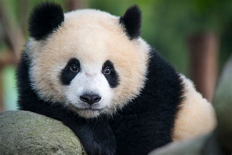 The Giant Panda An Endangered Species