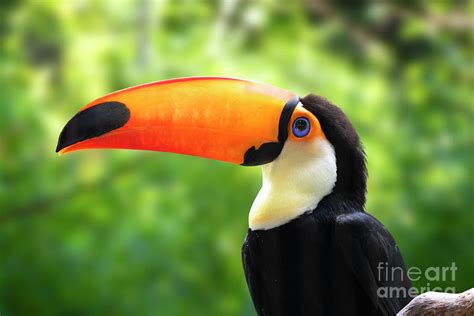 Colorful Toucan Closeup Portrait Photograph By Brandon Alms Pixels