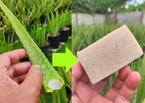 How To Make Aloe Vera Soap Using Aloe Vera Whole Leaf Juice