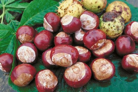 How To Identify Edible Chestnuts Hunker