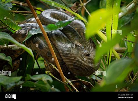 Green Anaconda Eunectes Murinus Also Giant Common Anaconda Common