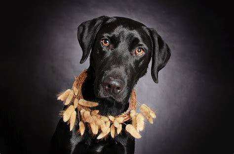 Gorgeous Photo Series Helps Often Overlooked Black Dogs