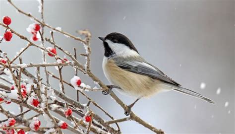 Snow Birds Life In The Finger Lakes