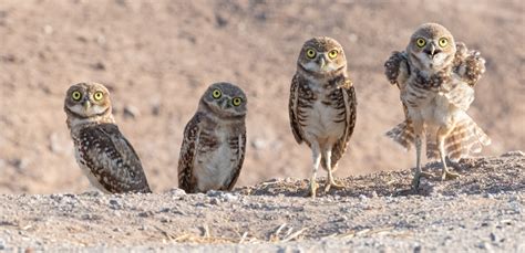 Whats Going On With Those Cute Burrowing Owls