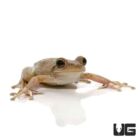 Copper Green Cuban Tree Frogs Osteopilus Septentrionalis For Sale
