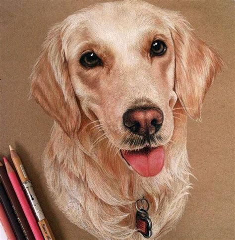 Drawing animals, particularly beloved pets, is a lot of fun. Dog color pencil drawing by lahar