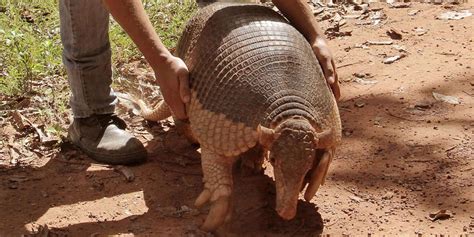 Rarely Seen Giant Armadillo Rescued And Returned To The Wild The Dodo