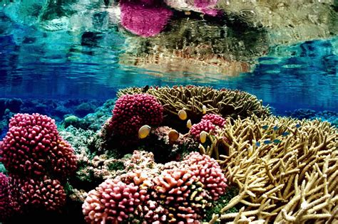 Filecolorful Underwater Landscape Of A Coral Reef