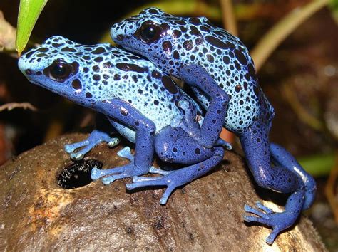 Two Blue And Black Frogs Sitting On Top Of A Tree Branch
