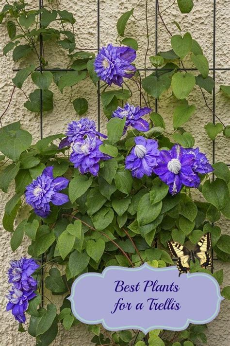 However, they are both sensitive to wind, and are prone to sunburning in the hot afternoon sun. Best Plants for a Trellis - Mom Foodie