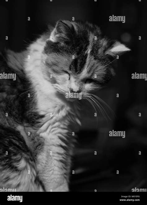 Black And White Close Up Image Of A Calico Cat Stock Photo Alamy