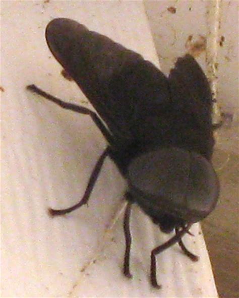 Black Horse Fly Whats That Bug