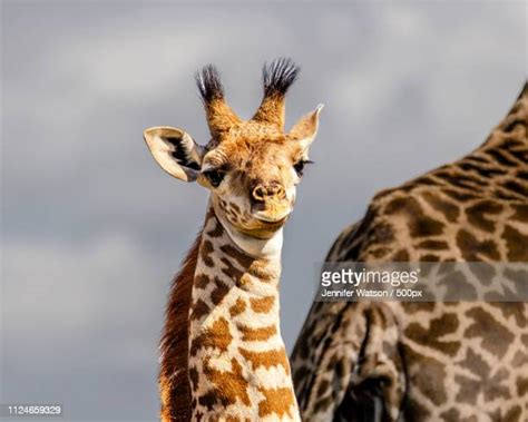 Baby Masai Giraffe Photos And Premium High Res Pictures Getty Images