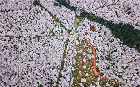 Cherry Blossoms Are Blooming Across China And The Photos Look Straight