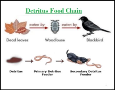 Contoh dari siklus rantai makanan detritus yaitu. Pengertian Rantai Makanan Detritus dan Contohnya ...