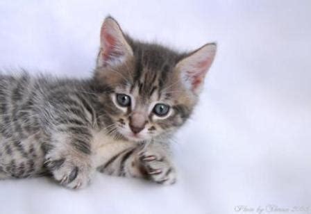 At the pet store, there were many different i bought my cat from a munchkin breeder. Munchkin Cat Pictures
