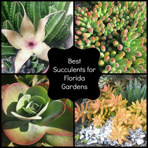 Best Succulents For Florida Miss Smarty Plants